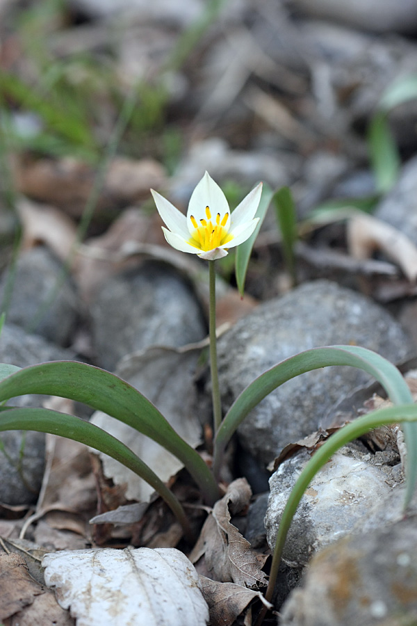 Image of Tulipa bifloriformis specimen.