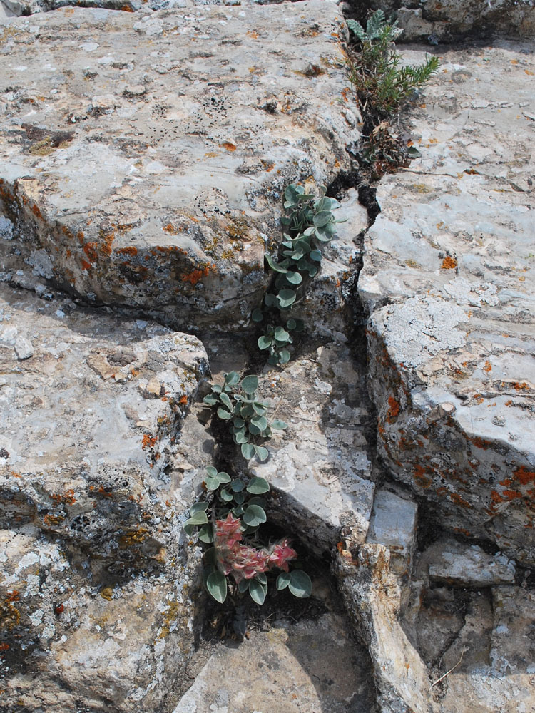 Изображение особи Hedysarum plumosum.