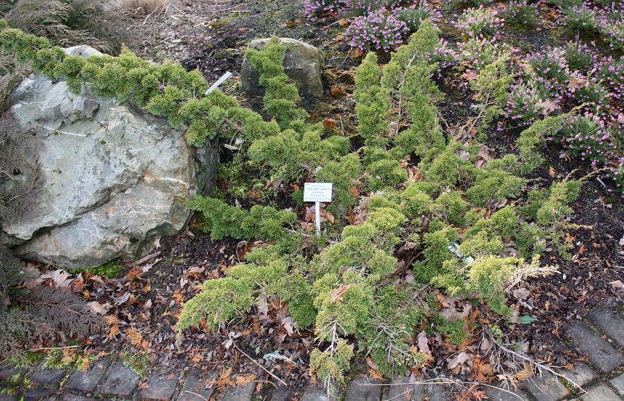 Image of Chamaecyparis obtusa specimen.
