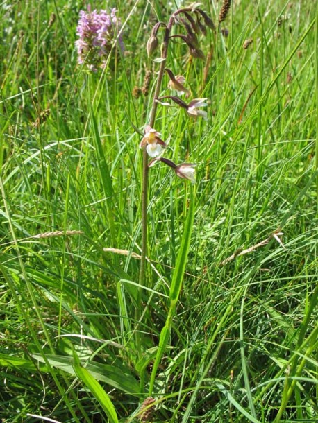 Image of Epipactis palustris specimen.