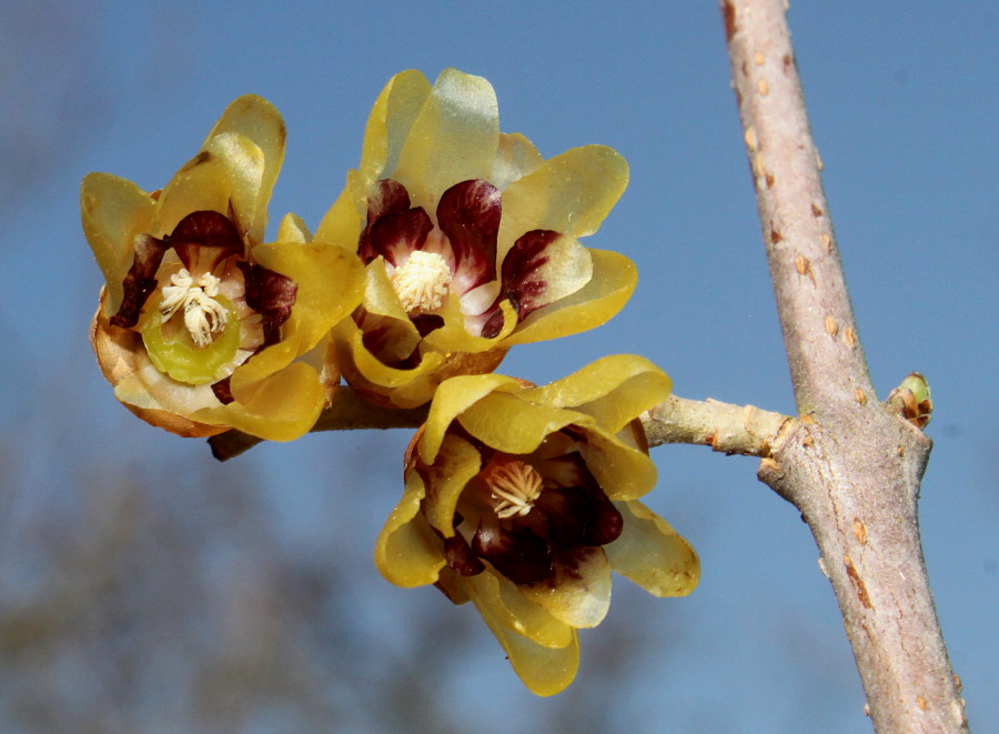 Изображение особи Chimonanthus praecox.