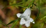 Eremophila polyclada