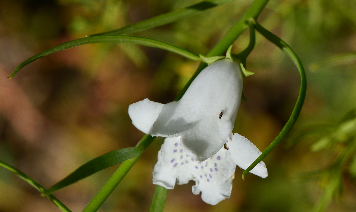 Image of Eremophila polyclada specimen.