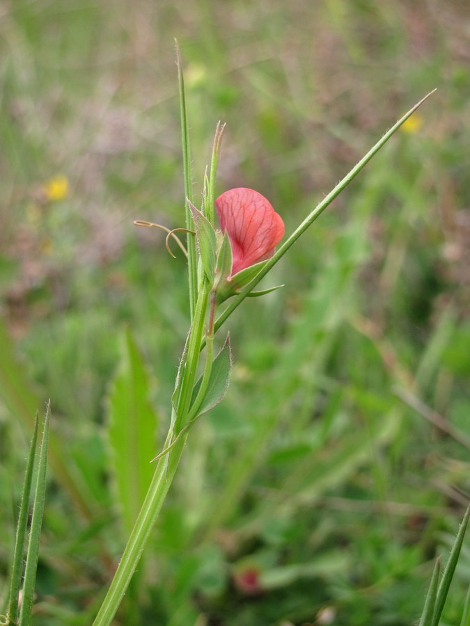 Image of Lathyrus cicera specimen.