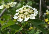 Viburnum opulus. Верхушка веточки с раскрывающимся соцветием. Восточный Казахстан, Глубоковский р-н, окр. с. Тарханка, берег речки. 10.06.2012.