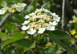 Viburnum opulus