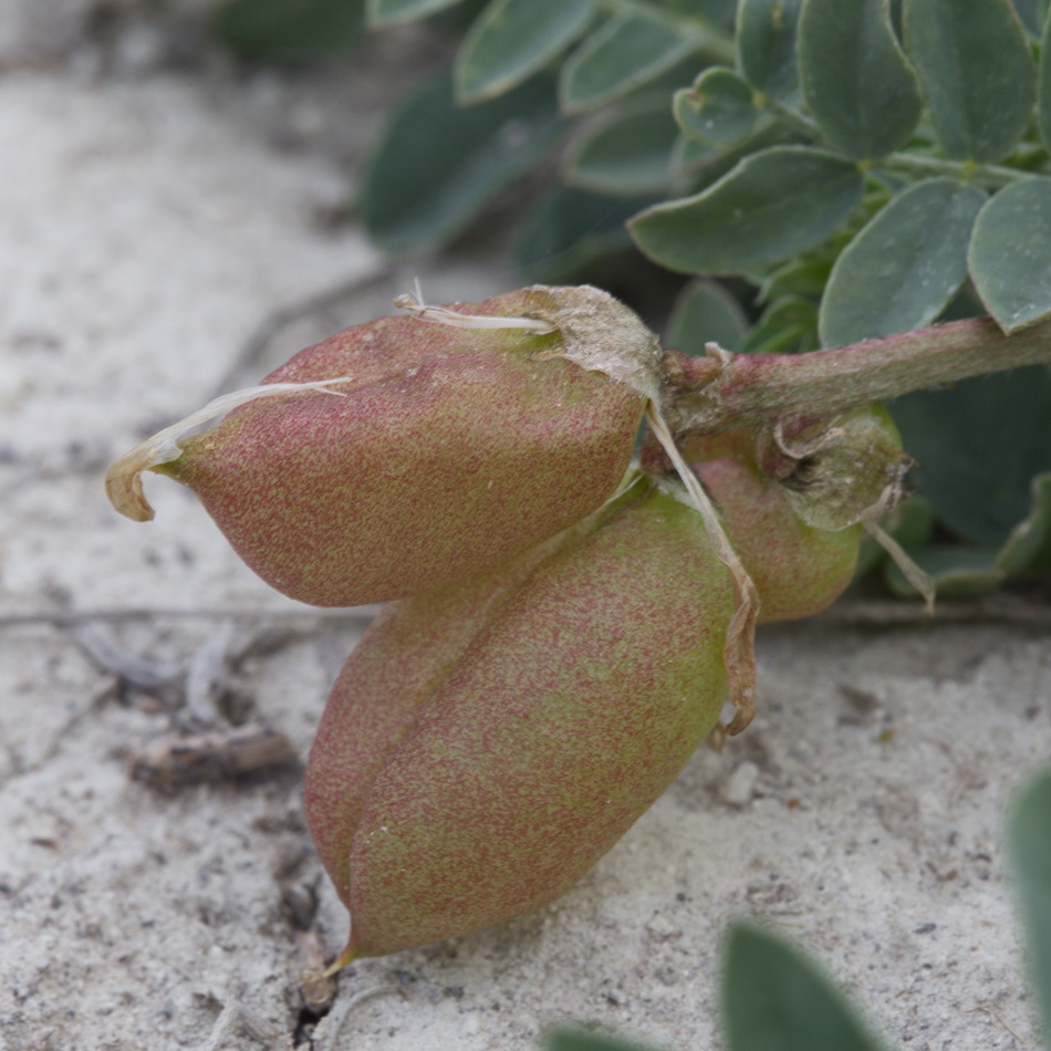 Изображение особи Astragalus physodes.