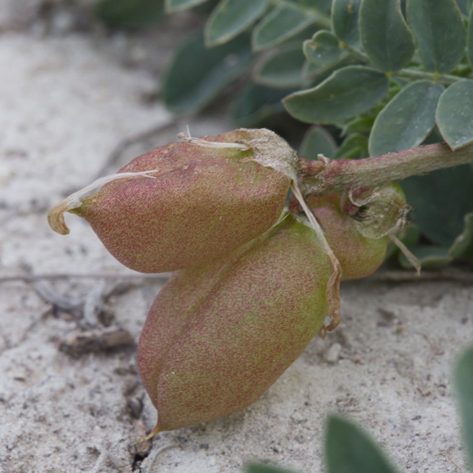 Image of Astragalus physodes specimen.