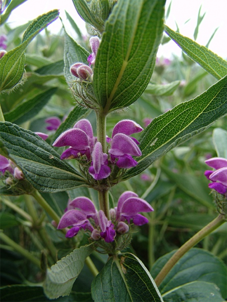 Изображение особи Phlomis pungens.