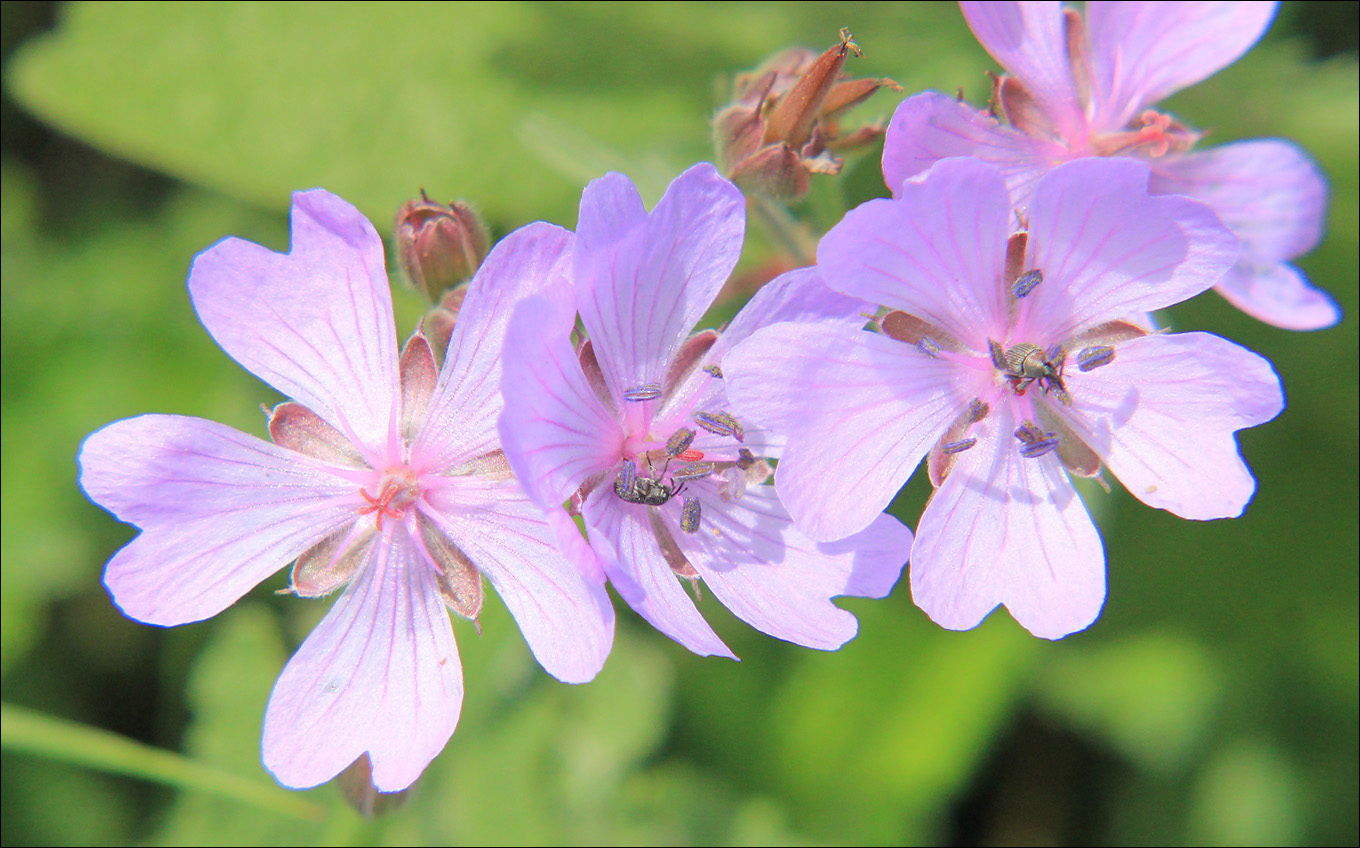 Изображение особи Geranium tuberosum.