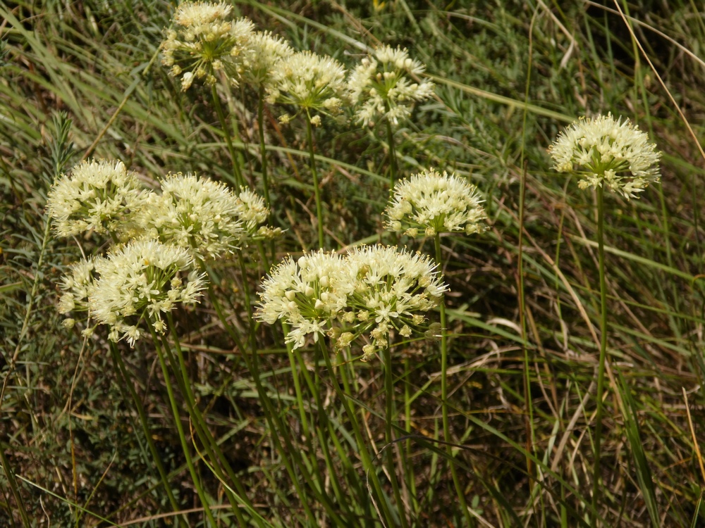 Image of Allium flavescens specimen.