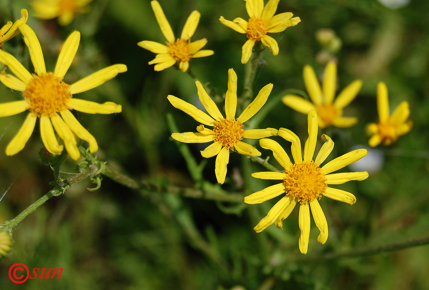 Изображение особи Senecio erucifolius.