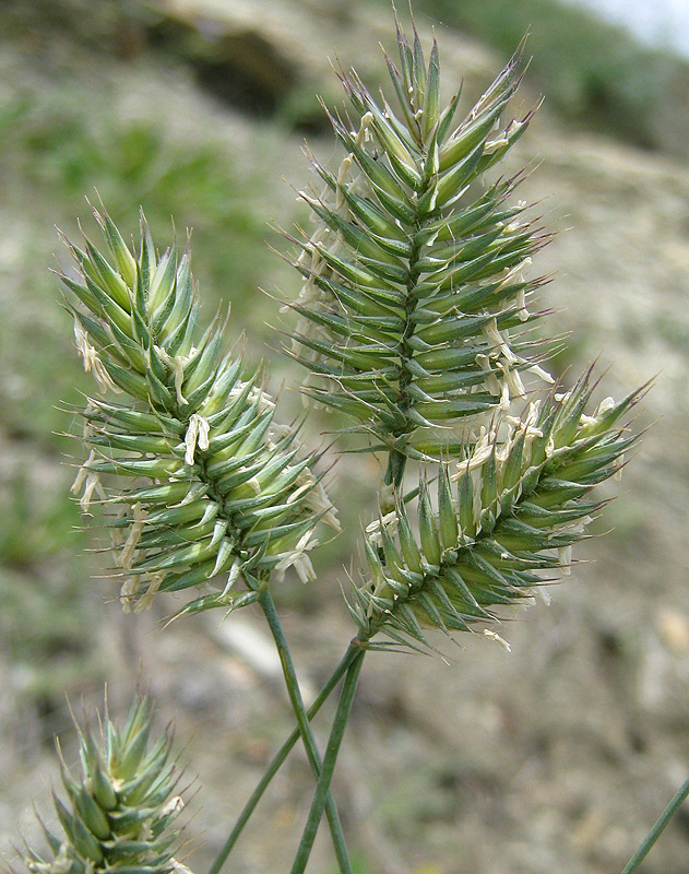 Изображение особи Agropyron pinifolium.