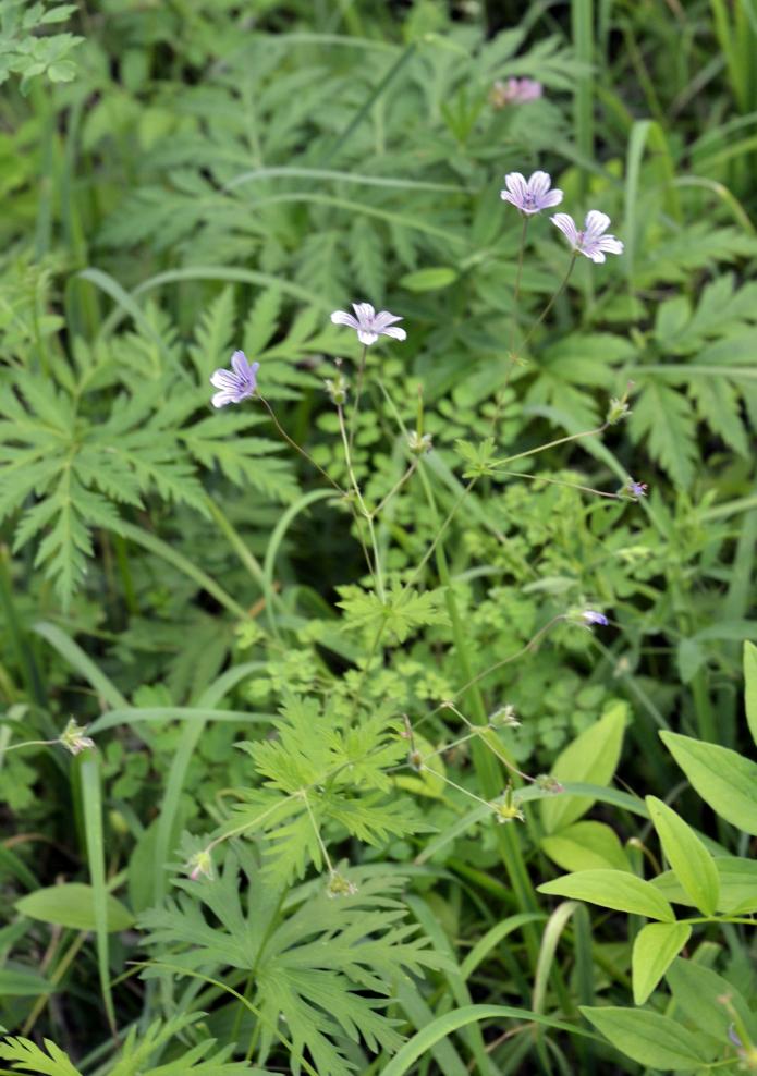 Изображение особи Geranium pseudosibiricum.