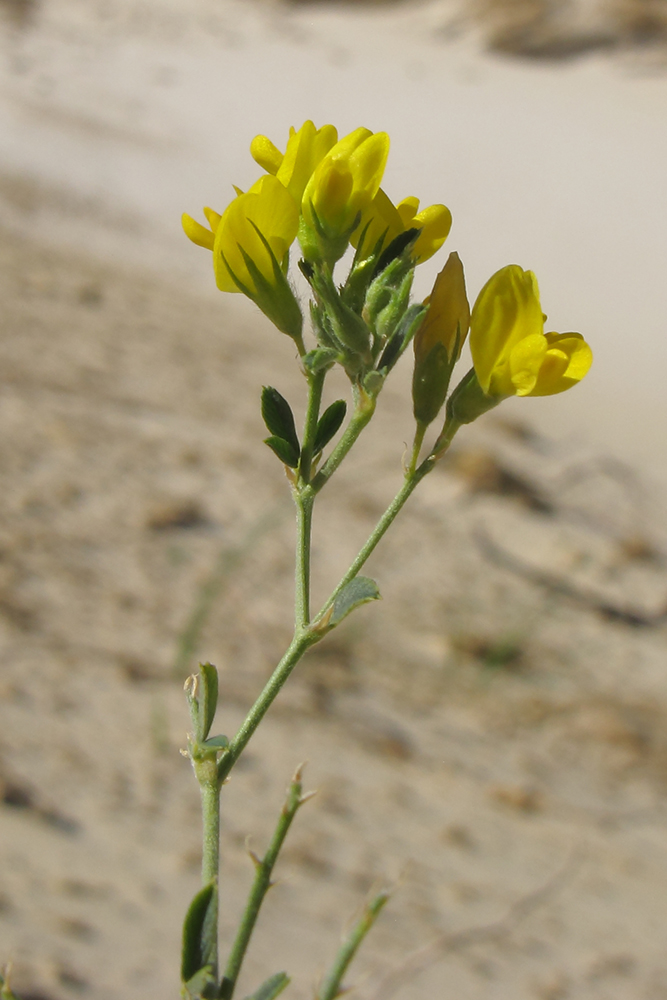 Изображение особи Medicago romanica.