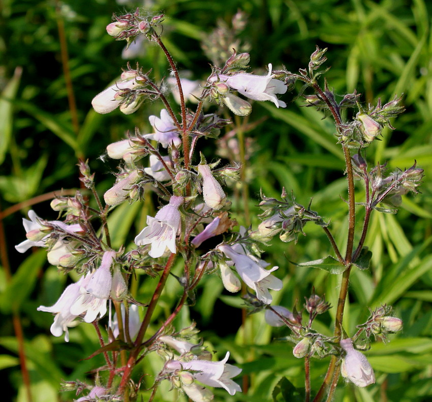 Image of genus Penstemon specimen.