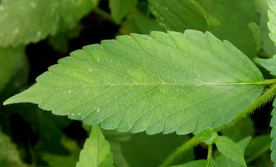 Image of Galeopsis bifida specimen.