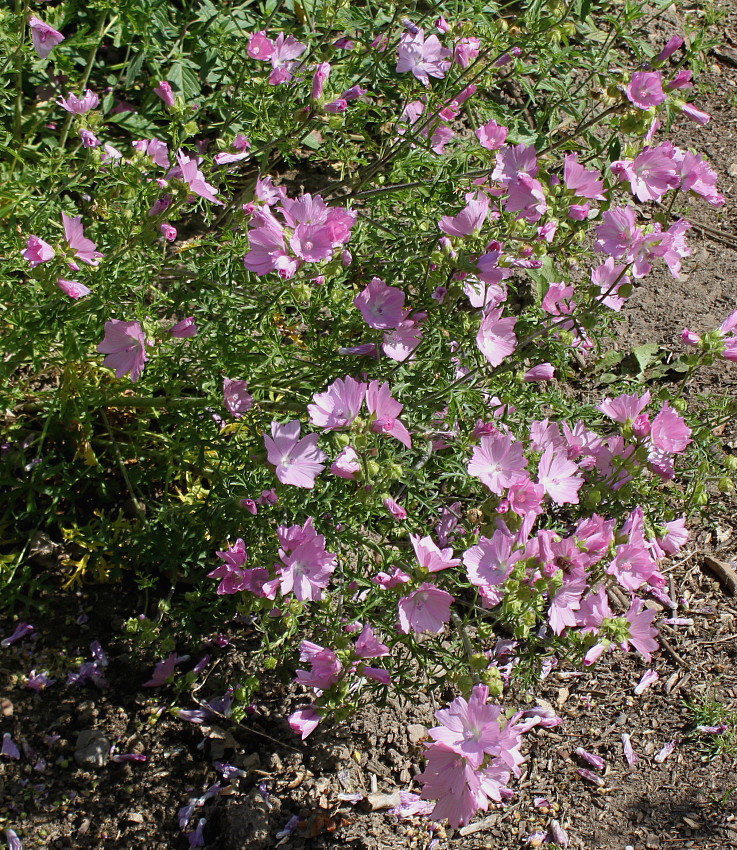 Изображение особи Malva moschata.