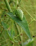 Image of taxon representative. Author is Вера Волкотруб