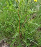 Rumex longifolius