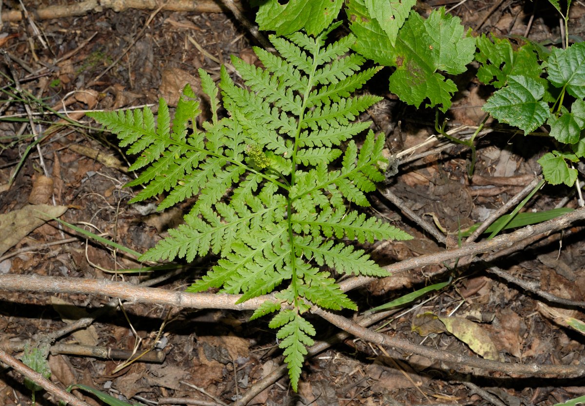 Изображение особи Botrychium strictum.