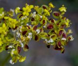 Patrinia intermedia