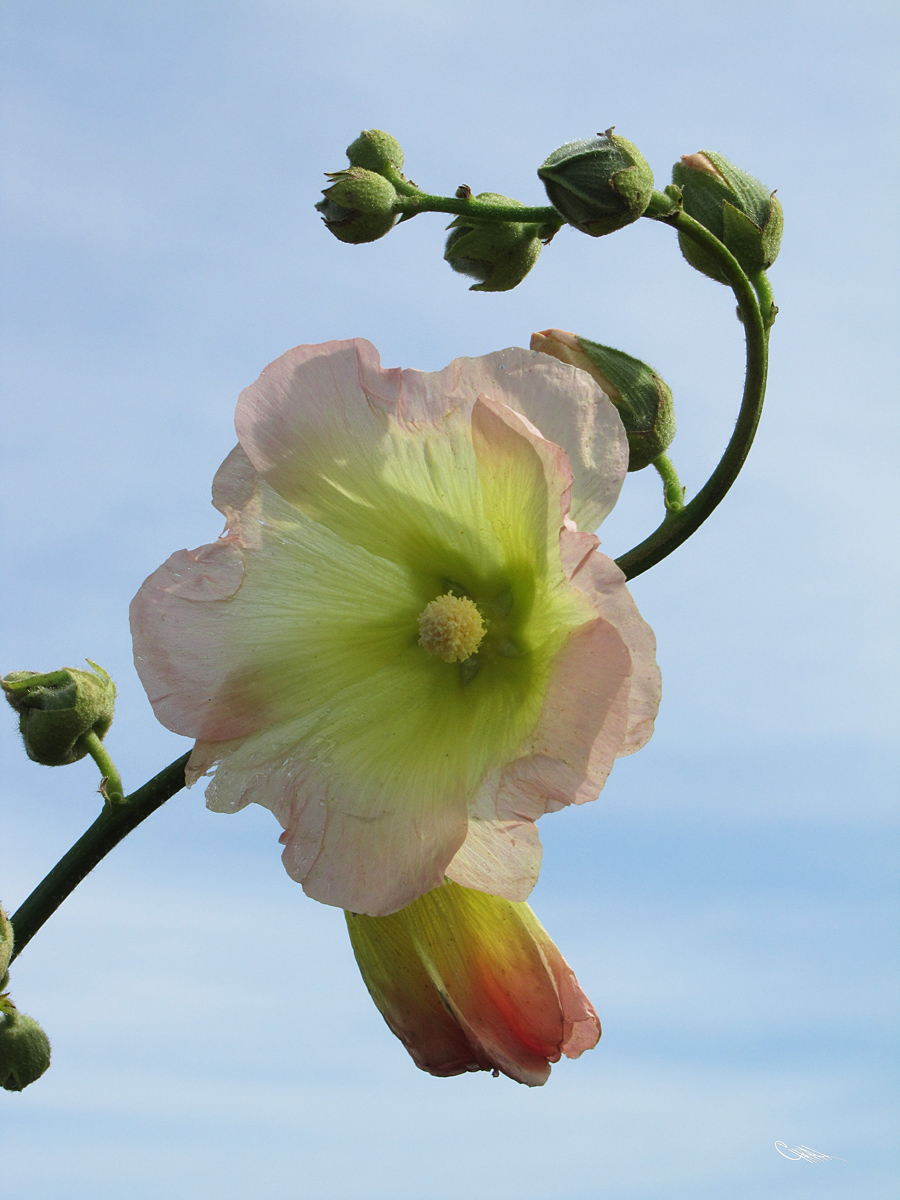 Изображение особи Alcea &times; nadezhdae.