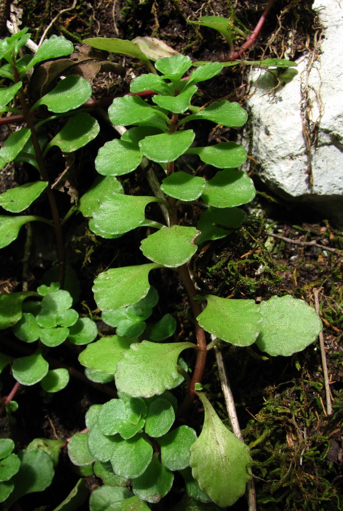 Image of Sedum stoloniferum specimen.