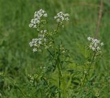 Anthriscus sylvestris. Верхушка цветущего растения. Московская обл., Раменский р-н, окр. ж.-д. платформы Хрипань, просека под ЛЭП. 24.05.2014.