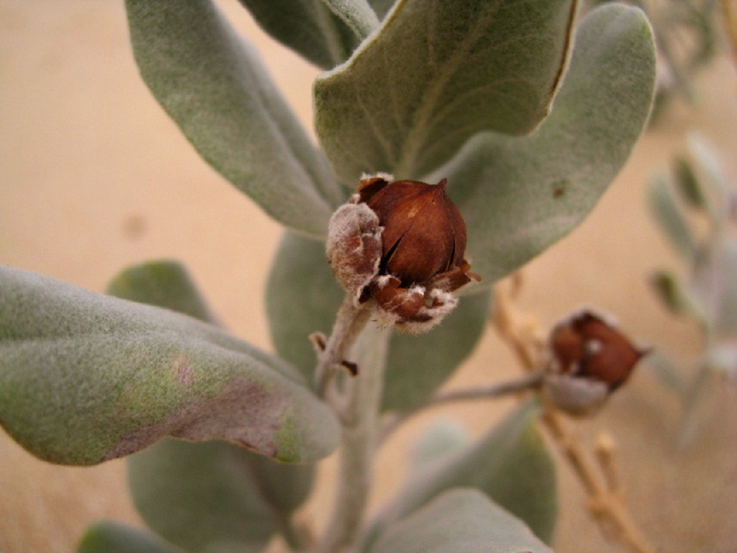 Image of Convolvulus persicus specimen.