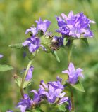 Campanula glomerata. Верхушки цветущих растений. Восточный Казахстан, Глубоковский р-н, окр. с. Тарханка. 23.07.2012.