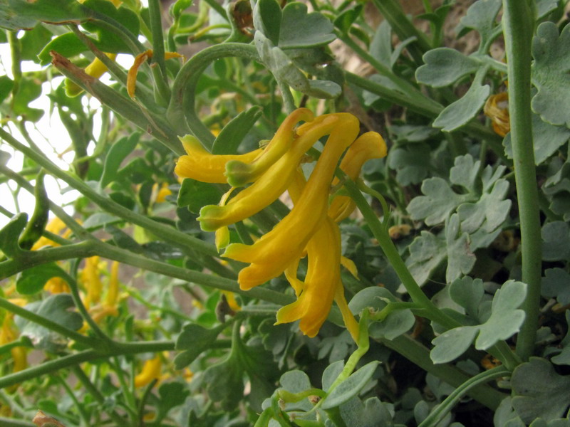 Изображение особи Corydalis schelesnowiana.