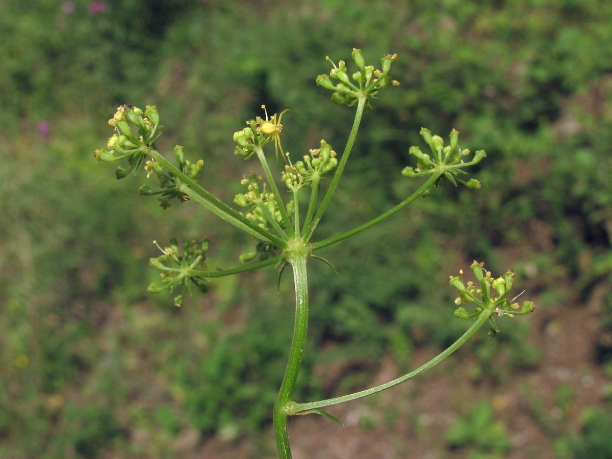 Изображение особи Xanthoselinum alsaticum.