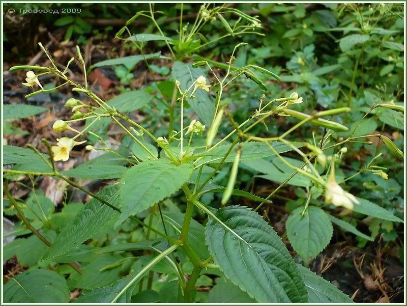 Image of Impatiens parviflora specimen.