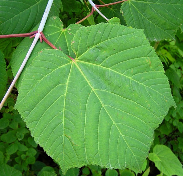 Image of Acer tegmentosum specimen.