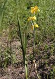 Iris pseudacorus