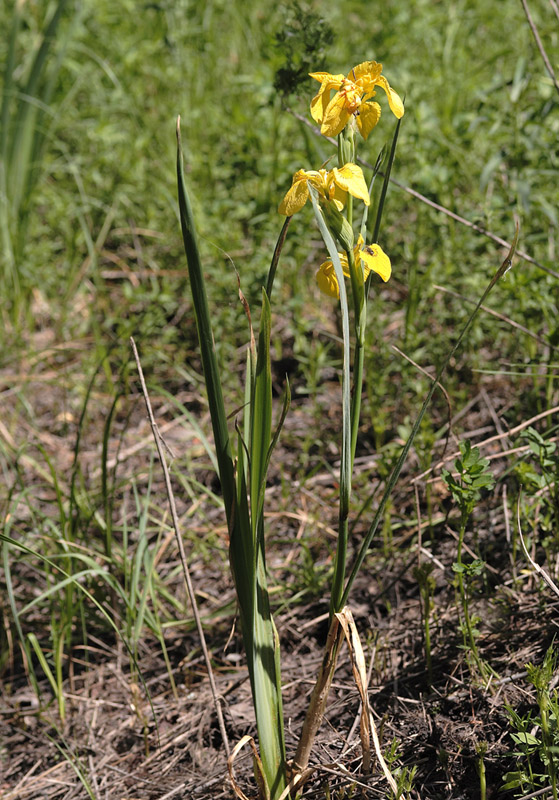 Изображение особи Iris pseudacorus.