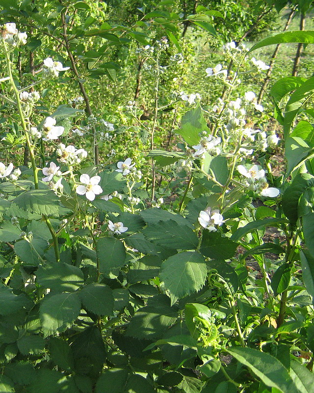 Изображение особи род Rubus.