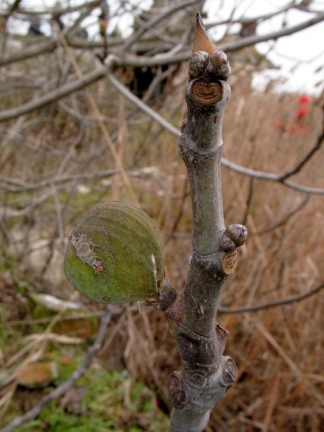 Image of Ficus carica specimen.