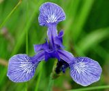 Iris sibirica