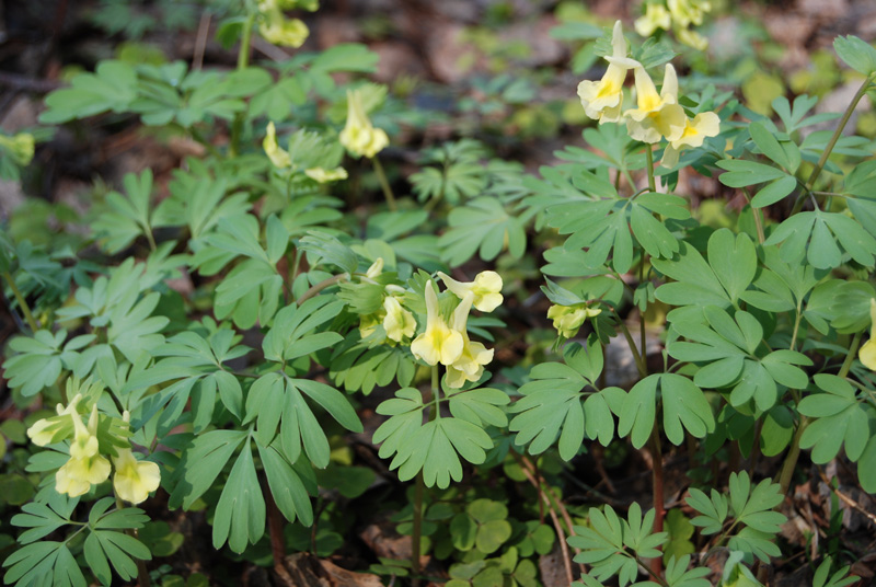 Изображение особи Corydalis bracteata.