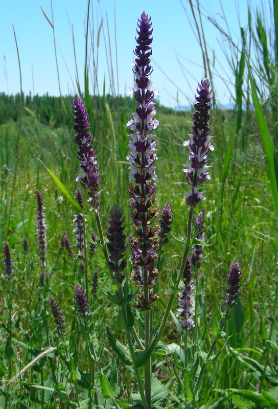 Image of Salvia deserta specimen.