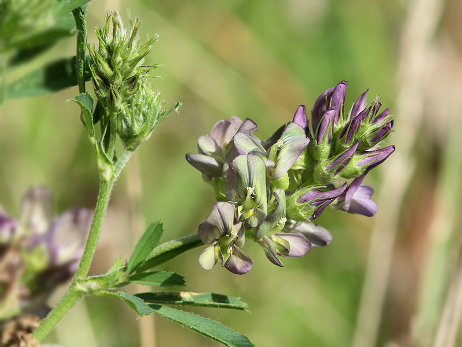 Image of Medicago &times; varia specimen.