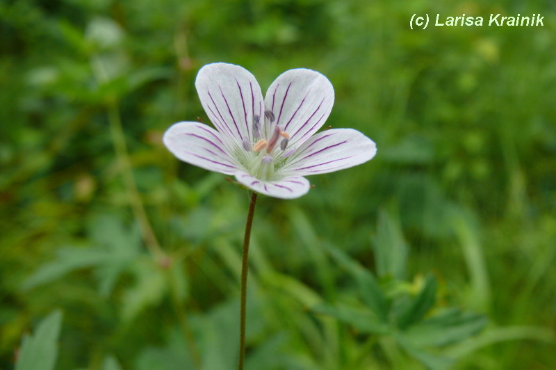 Изображение особи Geranium sieboldii.