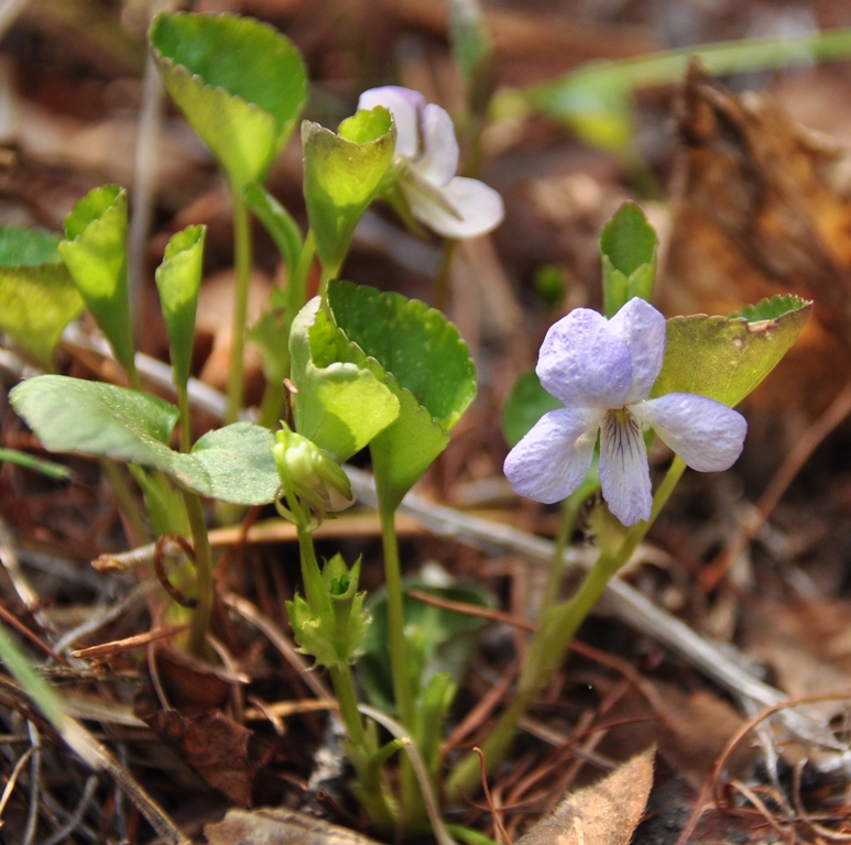 Изображение особи Viola sacchalinensis.