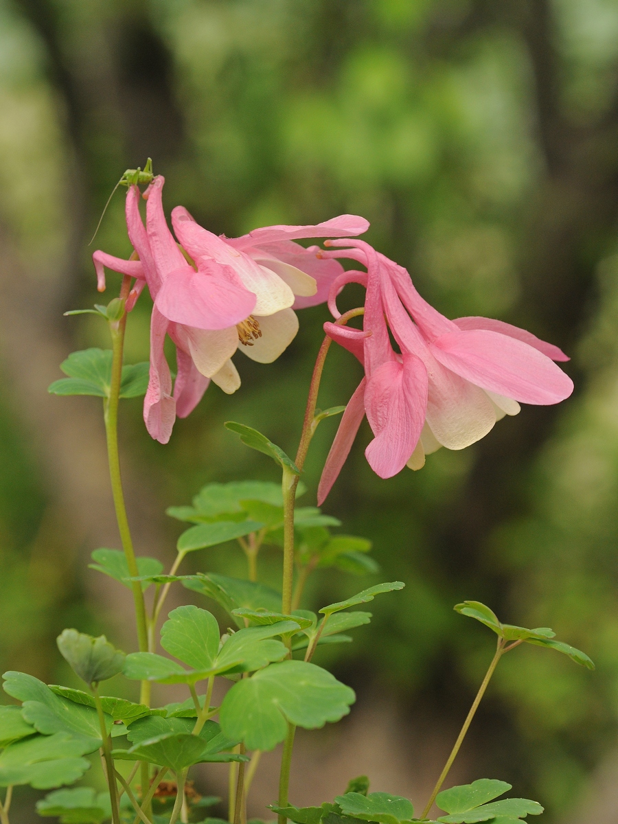 Изображение особи Aquilegia flabellata.