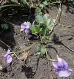 Viola &times; incissecta