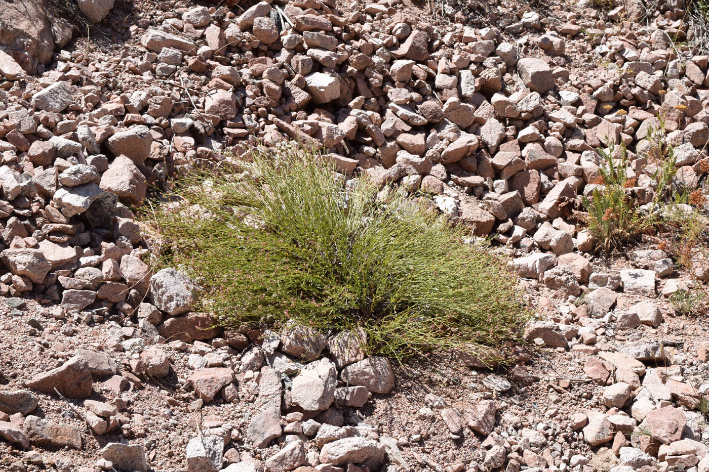 Image of Scutellaria ramosissima specimen.