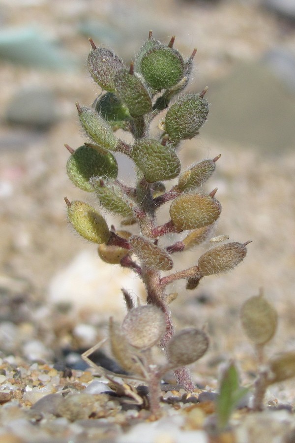 Изображение особи Alyssum hirsutum.