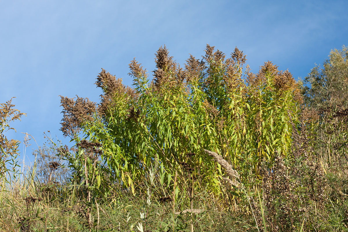 Изображение особи Solidago canadensis.